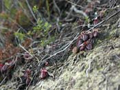 Cephalotus follicularis