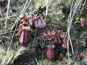 Cephalotus follicularis