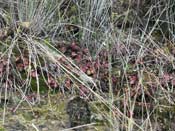 Cephalotus follicularis