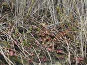 Cephalotus follicularis