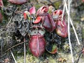 Cephalotus follicularis