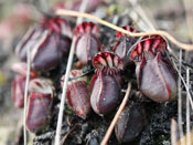 Cephalotus follicularis