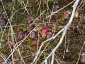 Cephalotus follicularis