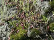 Cephalotus follicularis