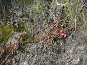 Cephalotus follicularis