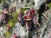 Cephalotus follicularis