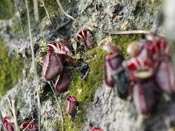 Cephalotus follicularis