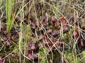 Cephalotus follicularis