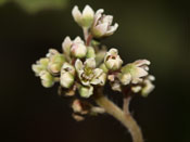 Cephalotus follicularis