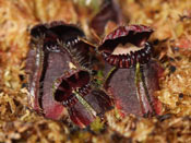 Cephalotus follicularis - Coalmine Beach