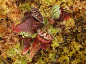 Cephalotus follicularis - Coalmine Beach