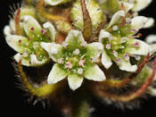 Cephalotus follicularis