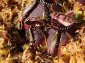 Cephalotus follicularis - Coalmine Beach