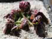 Cephalotus follicularis - Coalmine Beach