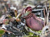 Cephalotus follicularis