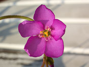 Drosera admirabilis