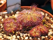 Drosera admirabilis