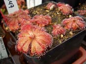 Drosera aliciae 'Silvermine'