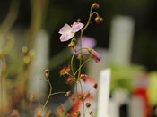 Drosera andersoniana