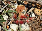 Drosera androsacea