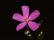 Drosera basifolia