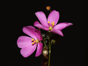 Drosera basifolia