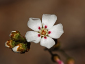 Drosera bicolor