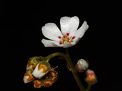 Drosera bicolor