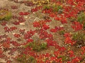 Drosera bulbosa