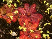 Drosera bulbosa