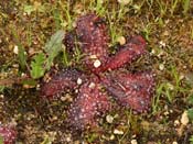 Drosera bulbosa