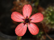 Drosera callistos x lasiantha