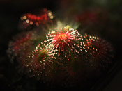 Drosera callistos x lasiantha