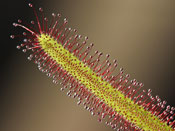 Drosera capensis