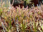 Drosera capensis