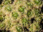 Drosera citrina