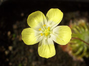 Drosera citrina