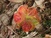 Drosera collina