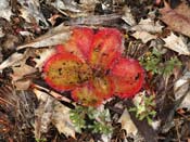 Drosera collina