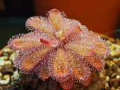 Drosera cuneifolia