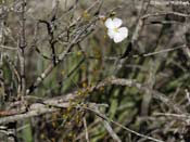 Drosera drummondii