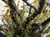 Drosera drummondii