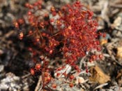 Drosera drummondii