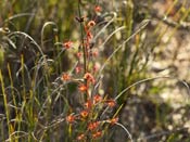 Drosera drummondii