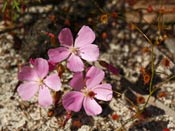 Drosera drummondii