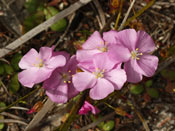 Drosera drummondii