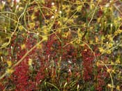 Drosera drummondii