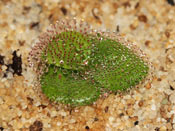 Drosera erythrorhiza