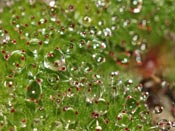 Drosera erythrorhiza