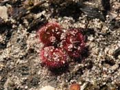 Drosera erythrorhiza